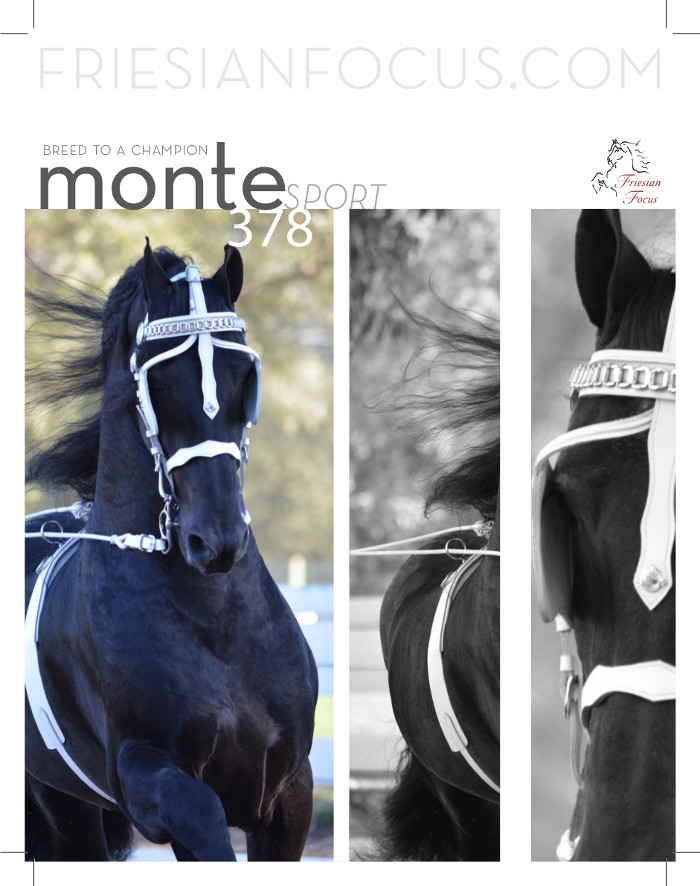Friesian breeding stallion Monte 378 Sport