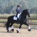 Monte in extended trot