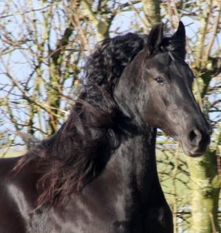 friesian breeding mare Adriana Verkocht