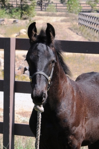 Black Friesian horse for sale - Leo