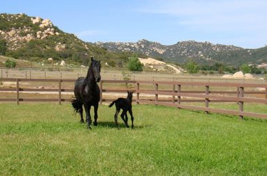 Friesian mare Aujke and new colt Lucy running