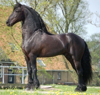 Friesian breeding stallion