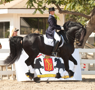 Friesian Stallion Monte 378 Sport