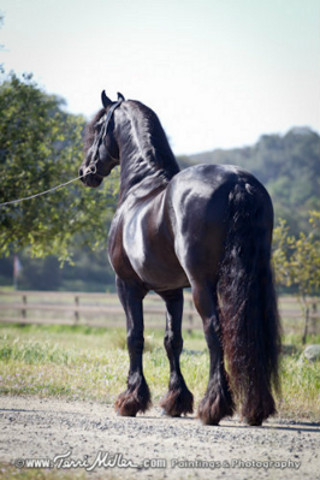 Friesian Stallion Monte 378 Sport