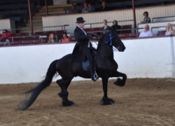 Friesian competition
