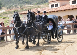 Friesian horse pulling carriage
