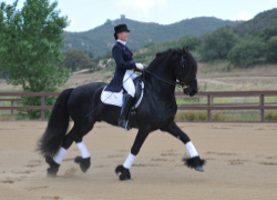 Friesian stallion Monte 378 Sport