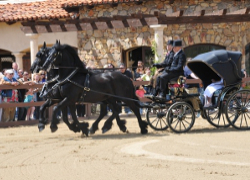 Friesian horses pulling a carriage