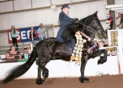 Friesian show horse